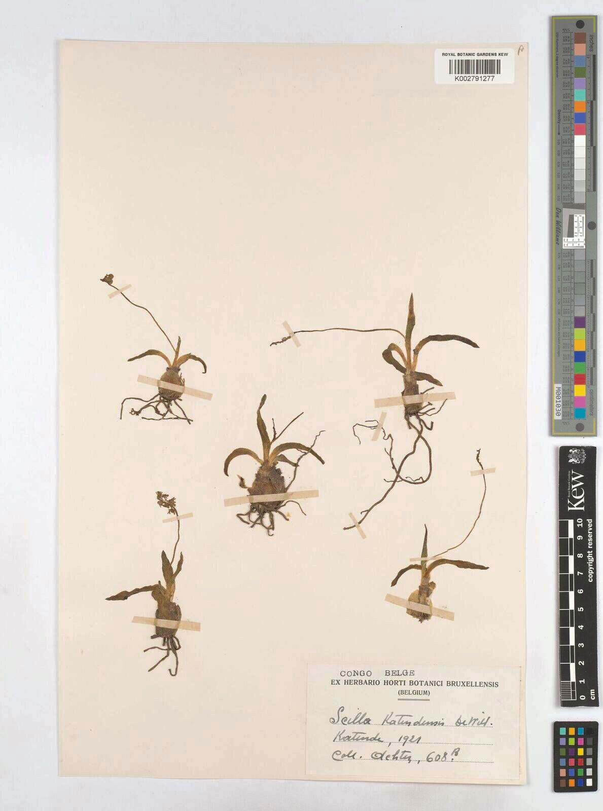 Scilla katendensis — houseplant care guide