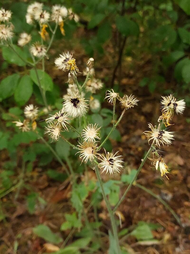 Hieracium murorum fruit