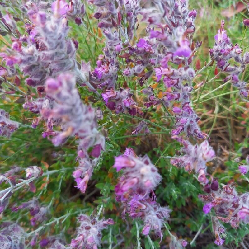 Teucrium marum flower