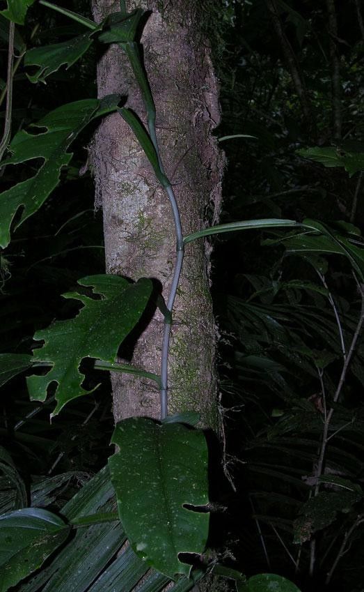 Philodendron sulcatum bark