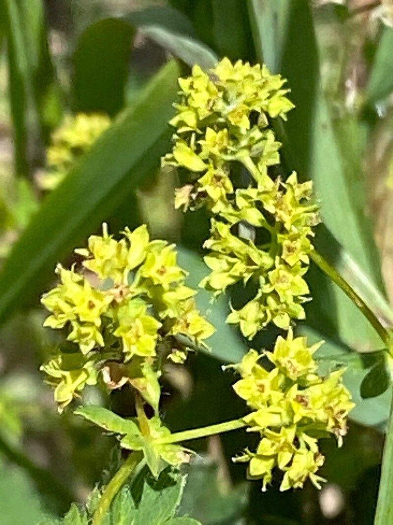 Alchemilla monticola flower