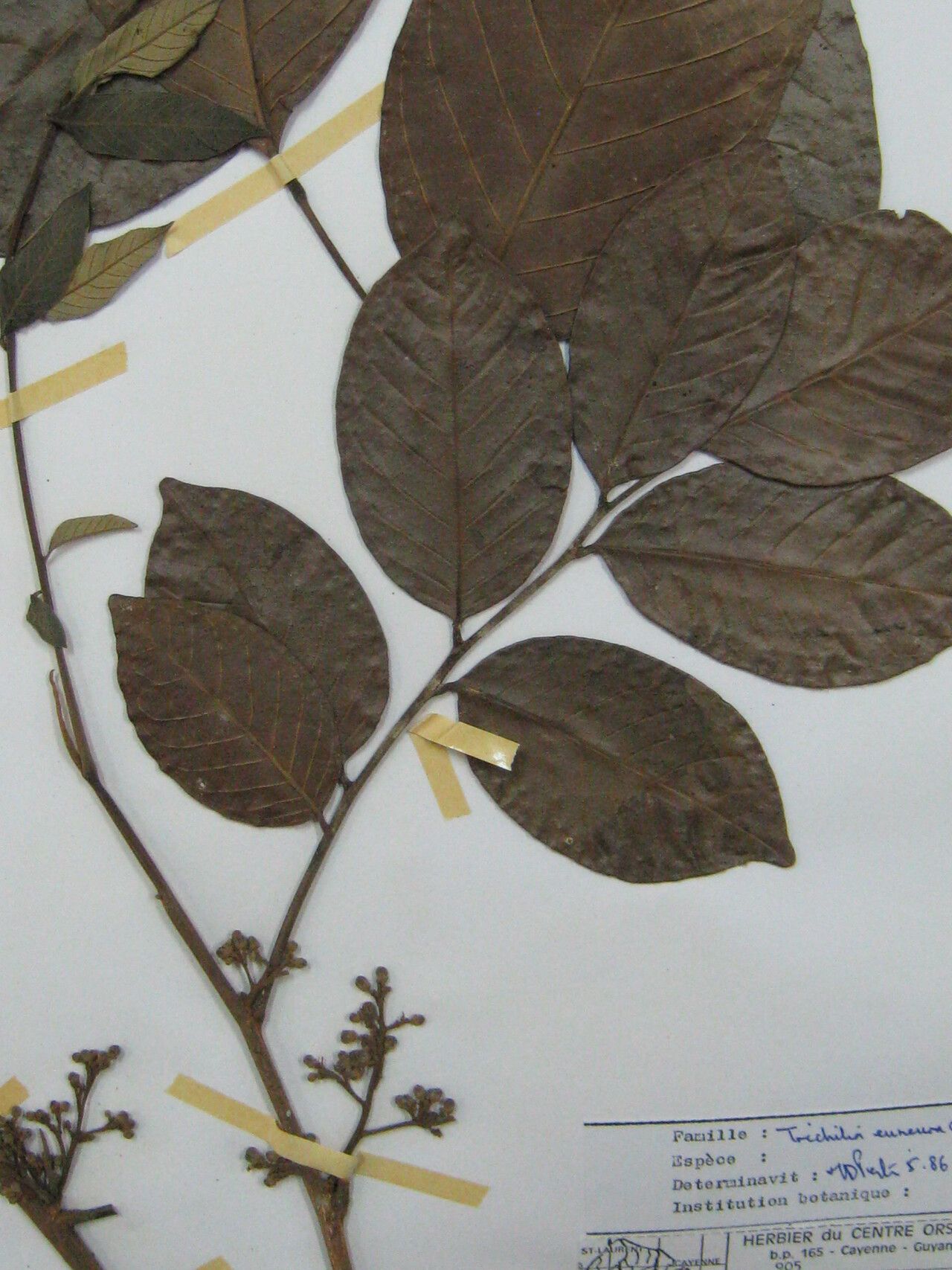 Trichilia euneura other