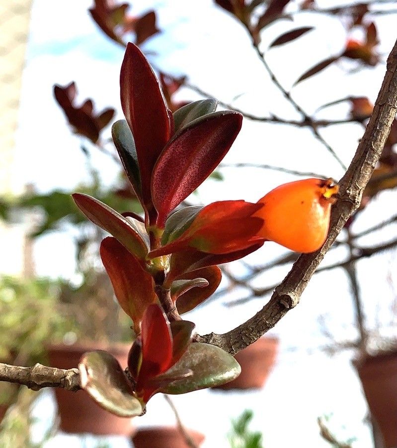 Nematanthus wettsteinii leaf