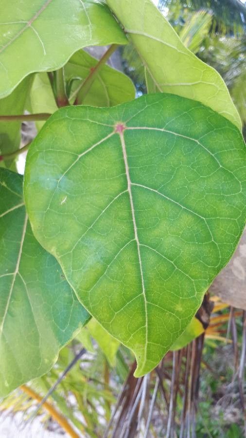 Hernandia nymphaeifolia — search result for 'Thailand'