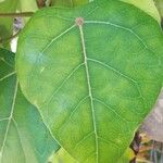 Hernandia nymphaeifolia