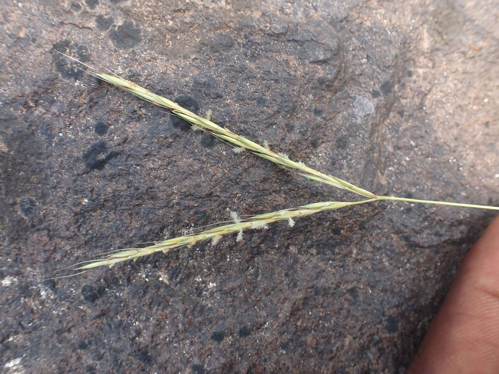Andropogon africanus flower