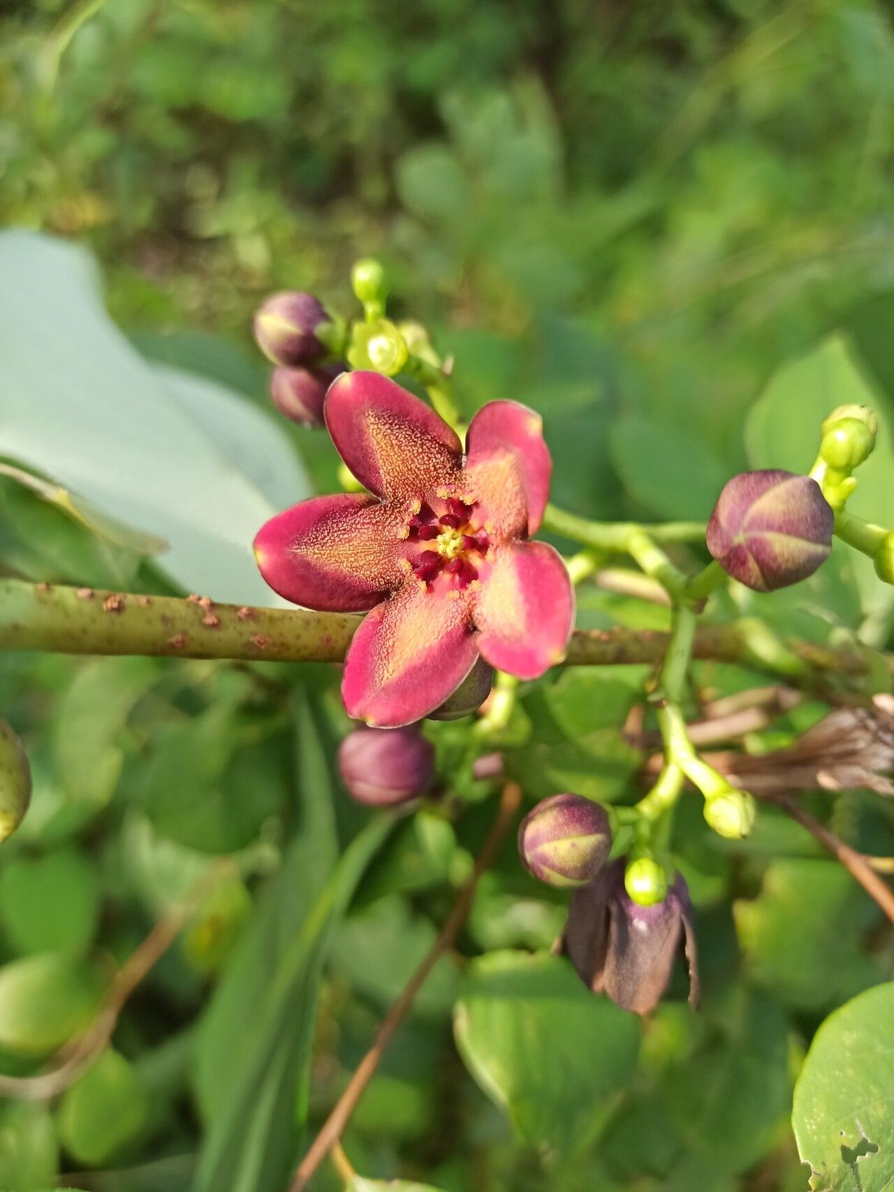 Cryptolepis calophylla flower