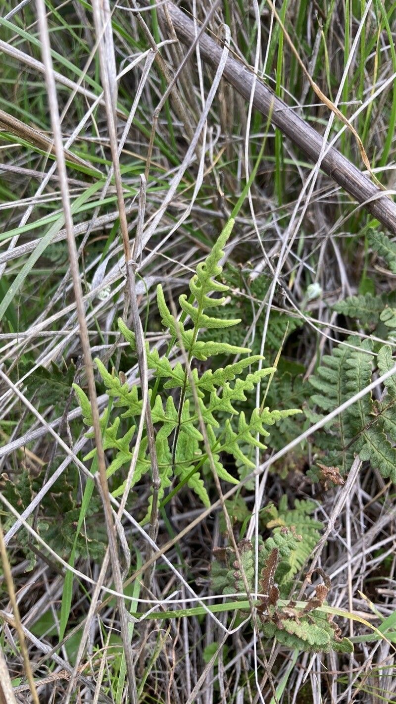 Hemionitis fantastica — houseplant care guide