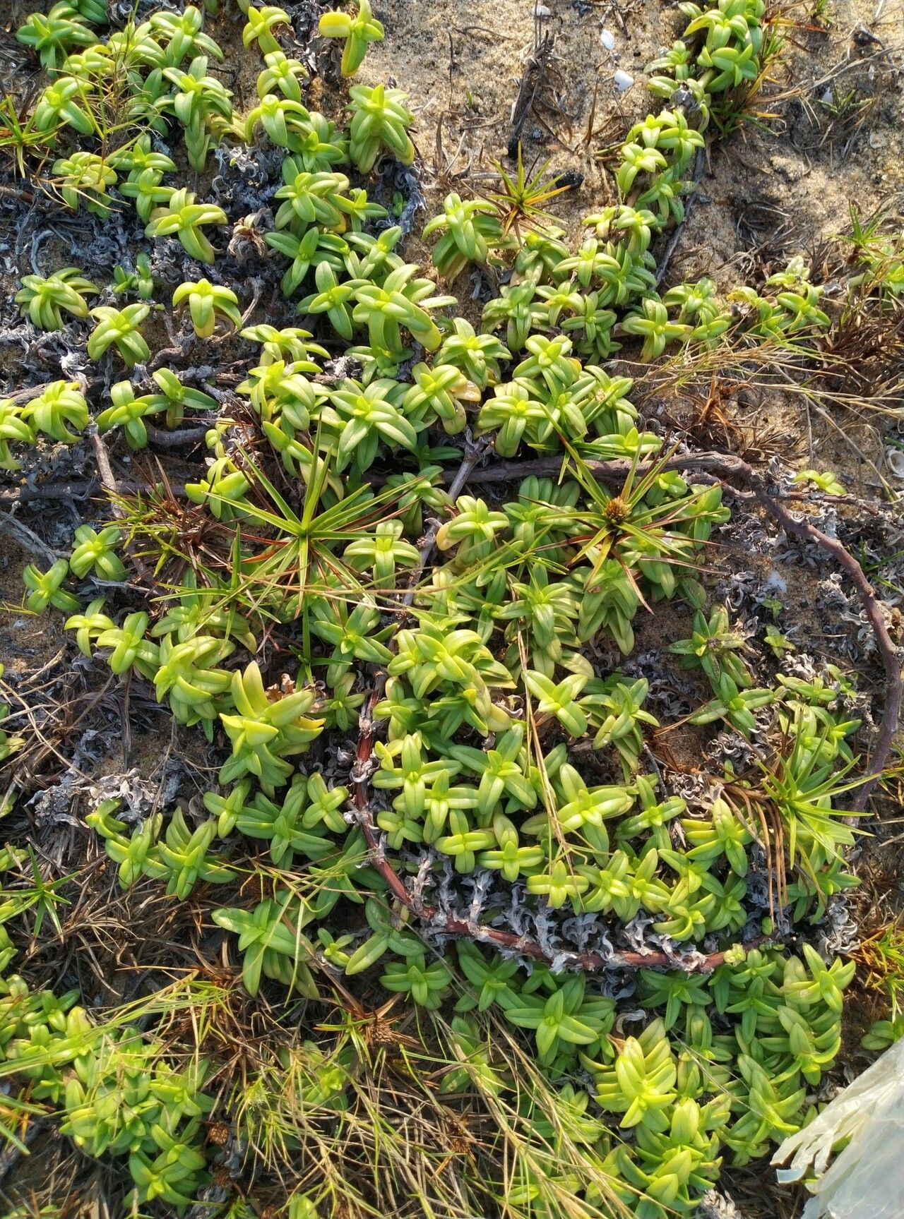 Hexasepalum vaginale habit