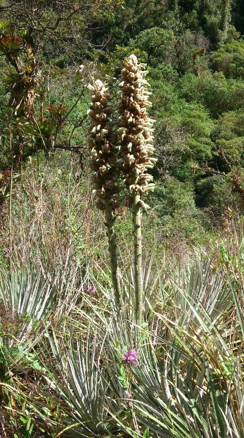 Puya glomerifera habit