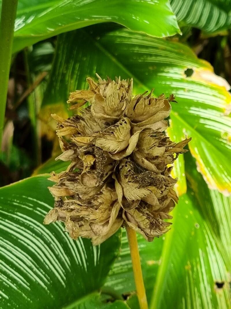 Calathea majestica flower