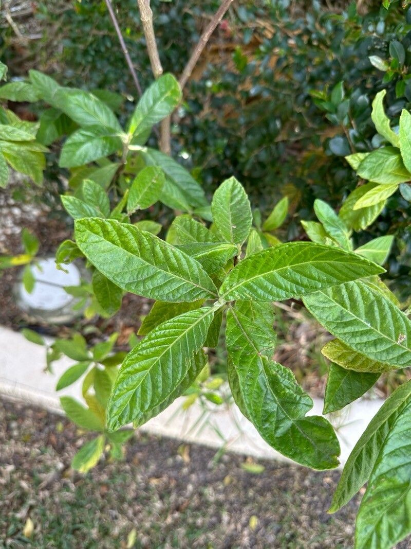 Psychotria loniceroides — search result for 'Lonicera'