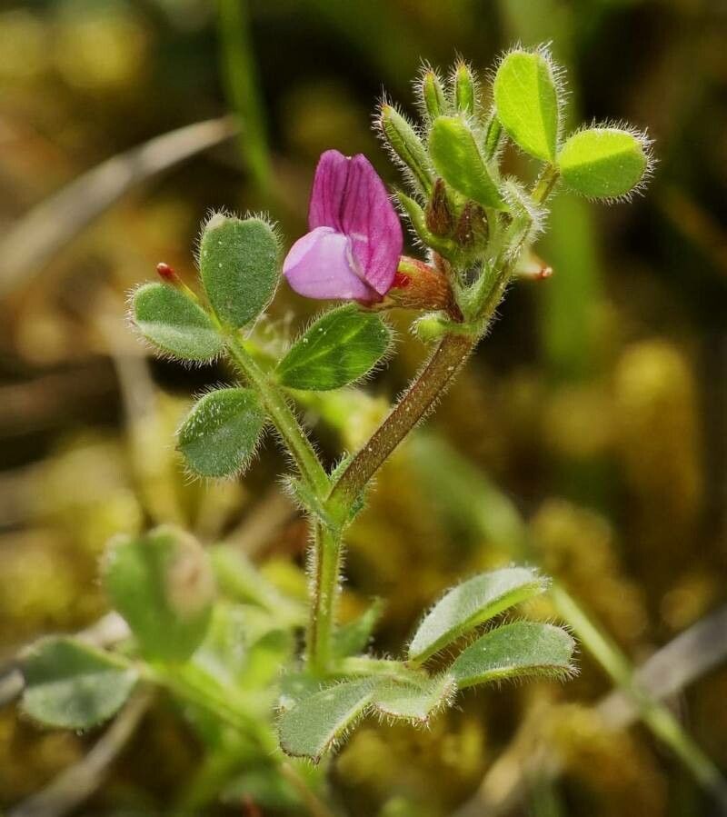 Vicia lathyroides flower