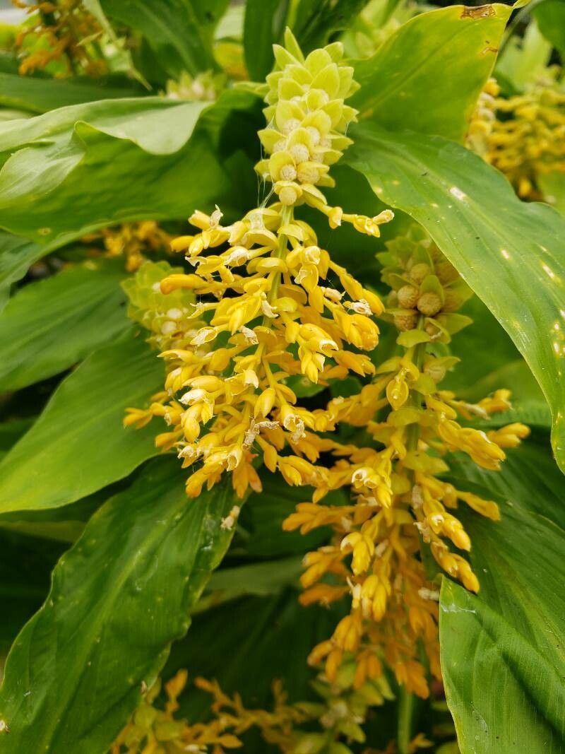 Globba marantina flower