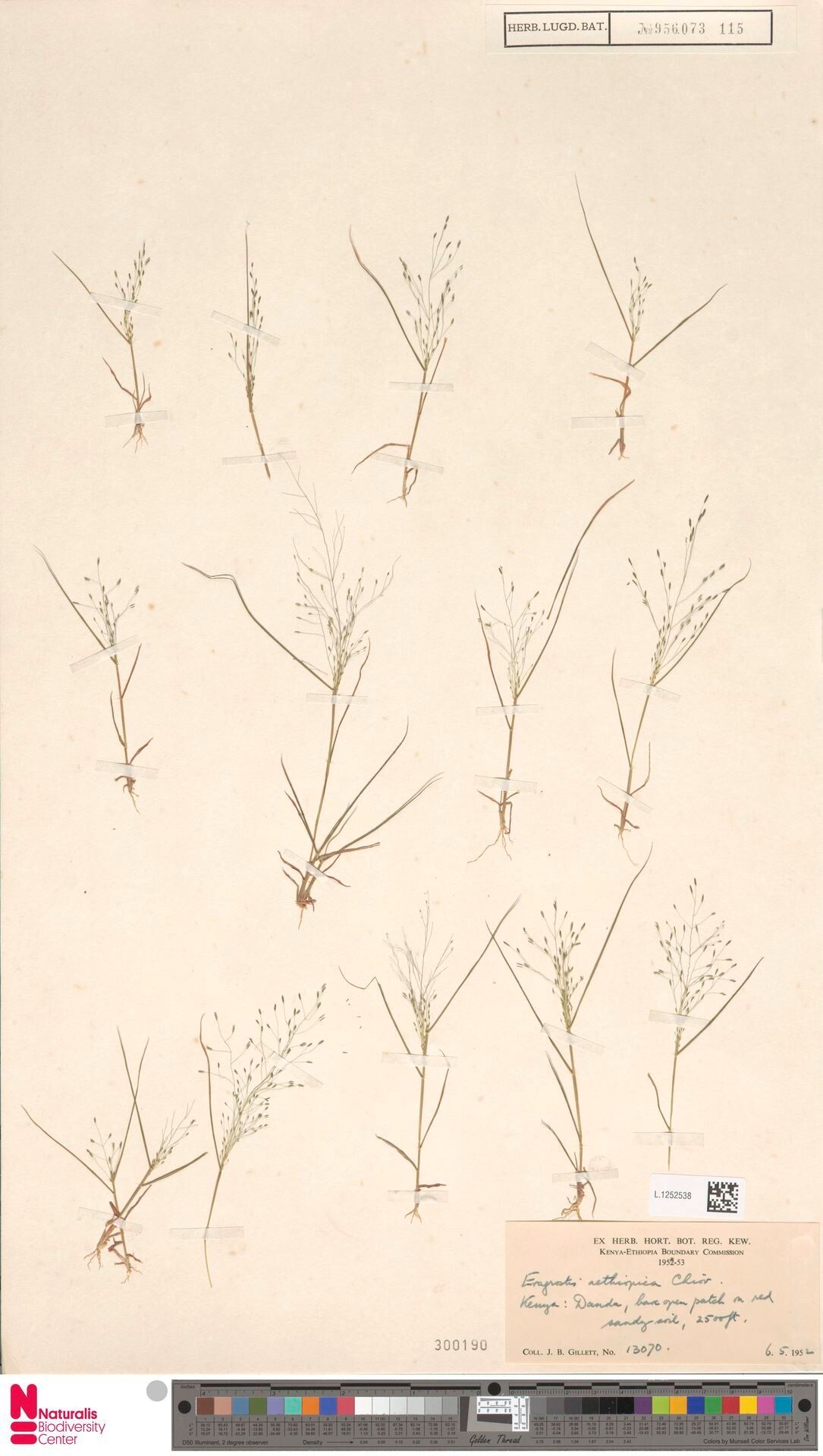 Eragrostis aethiopica — related species from the same genus