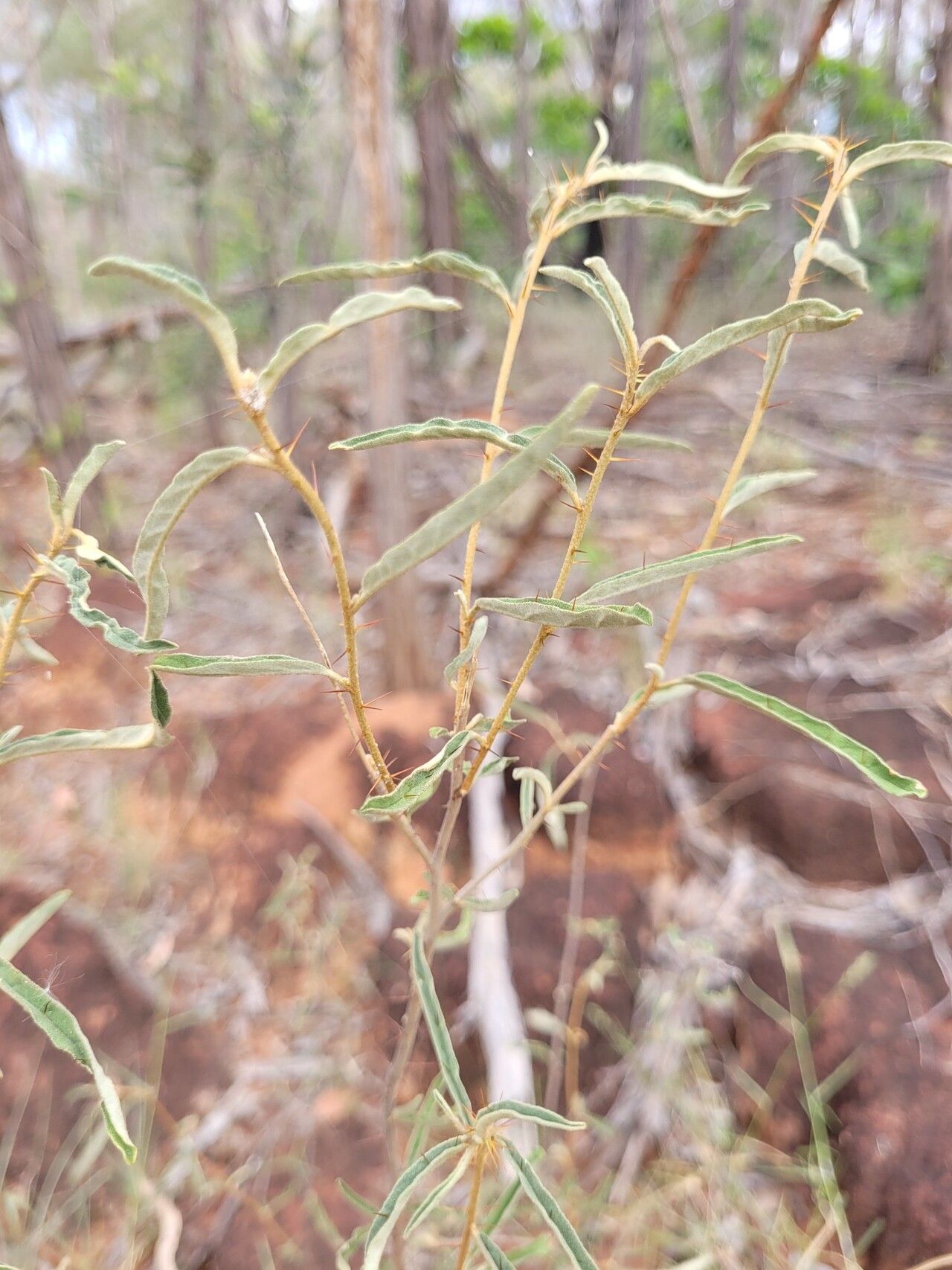 Solanum galbinum — houseplant care guide