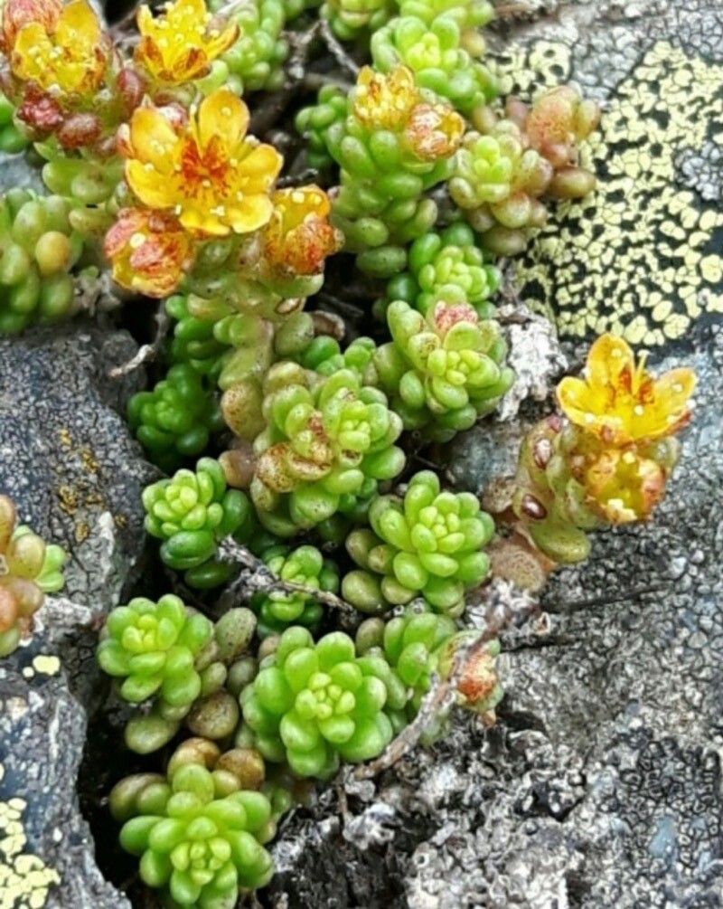 Sedum alpestre leaf