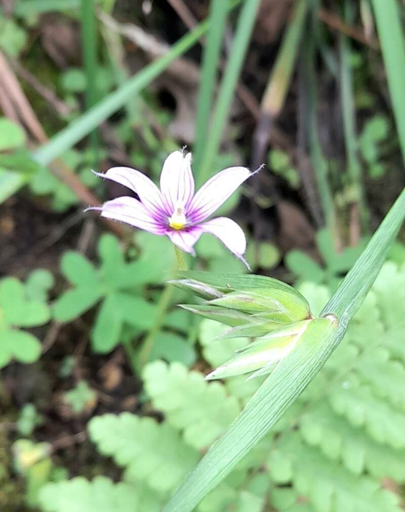 Sisyrinchium scariosum flower