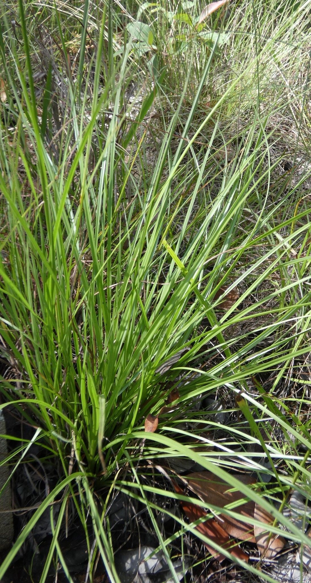 Rhynchospora rubra habit