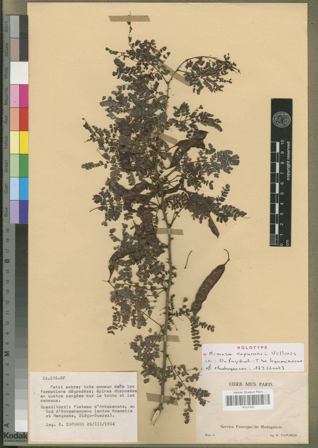 Mimosa capuronii — search result for 'Mimosa'