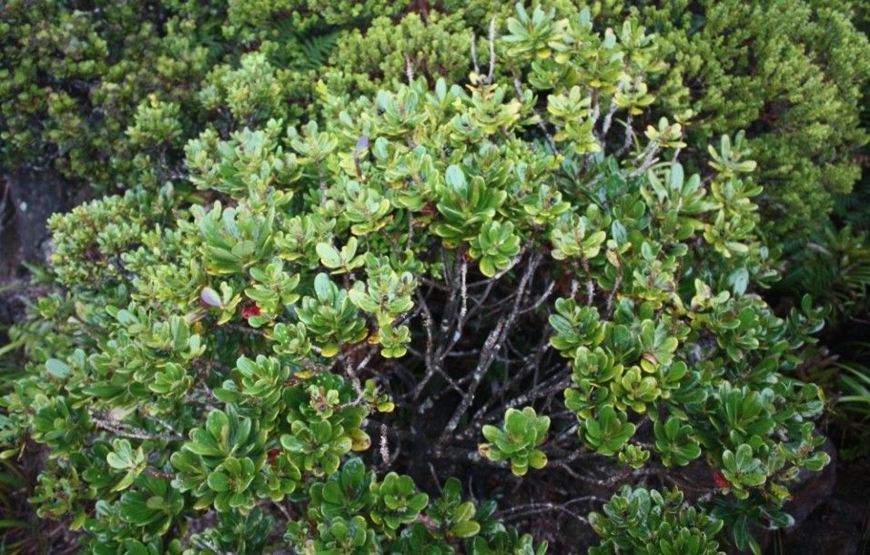 Scaevola macropyrena habit