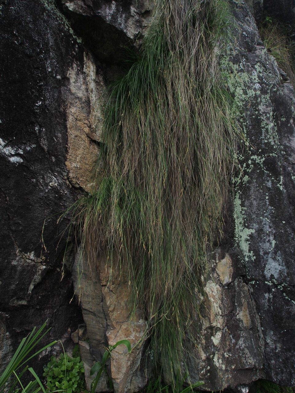 Carex setigera habit