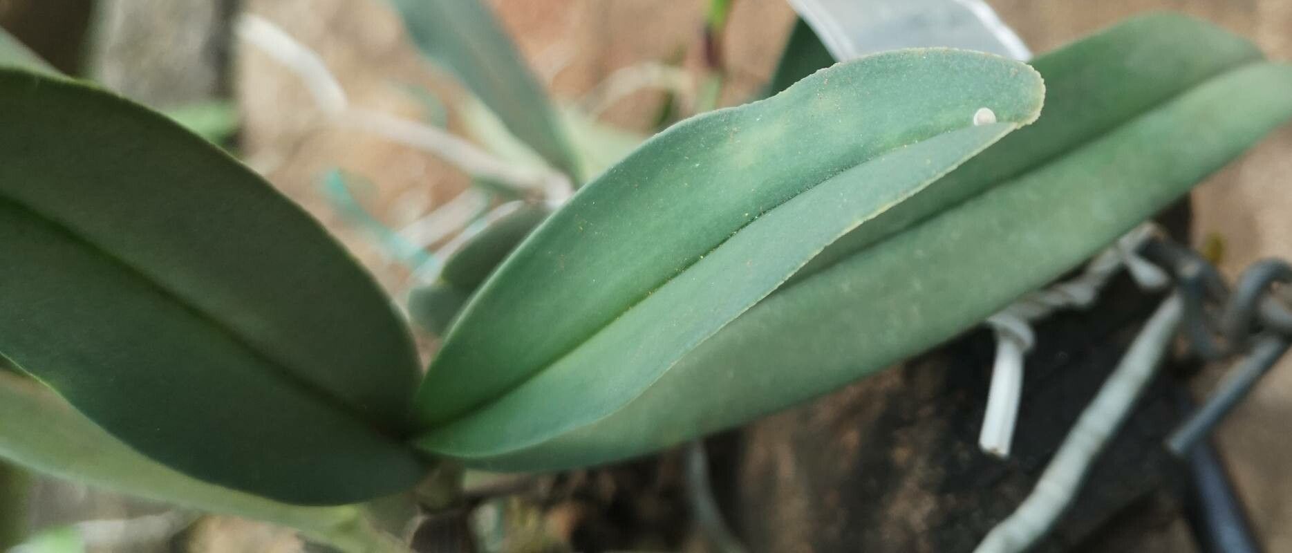 Cyrtorchis letouzeyi — houseplant care guide