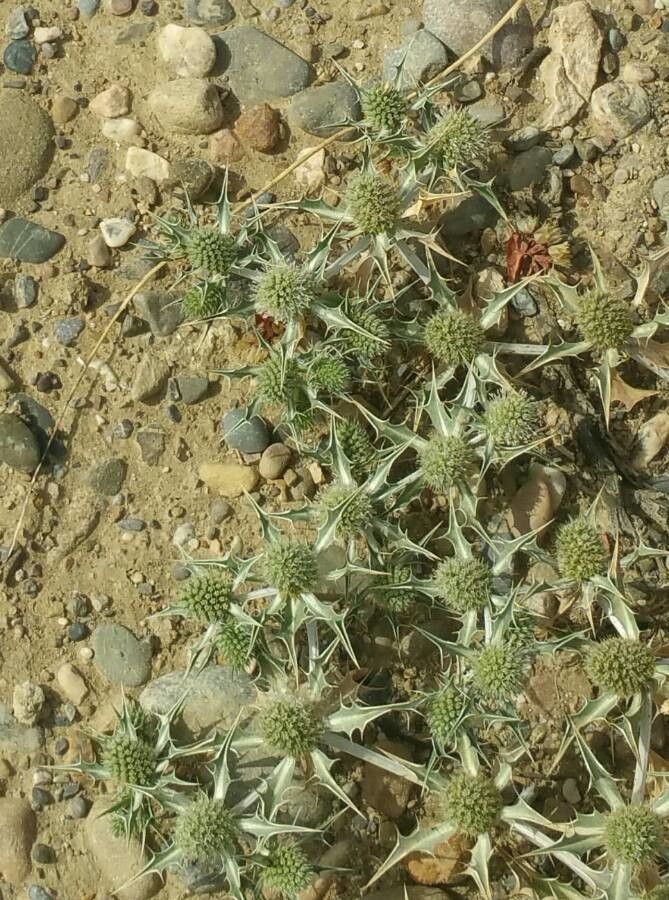 Eryngium ilicifolium flower
