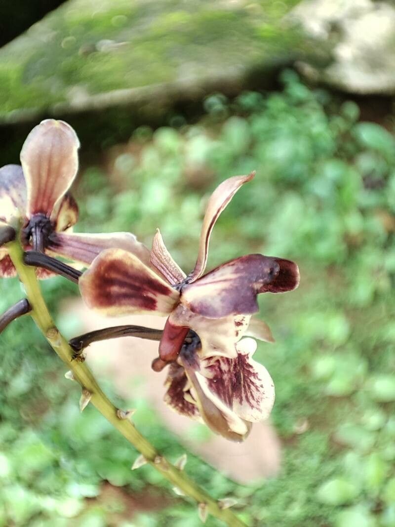 Eulophia saundersiana flower