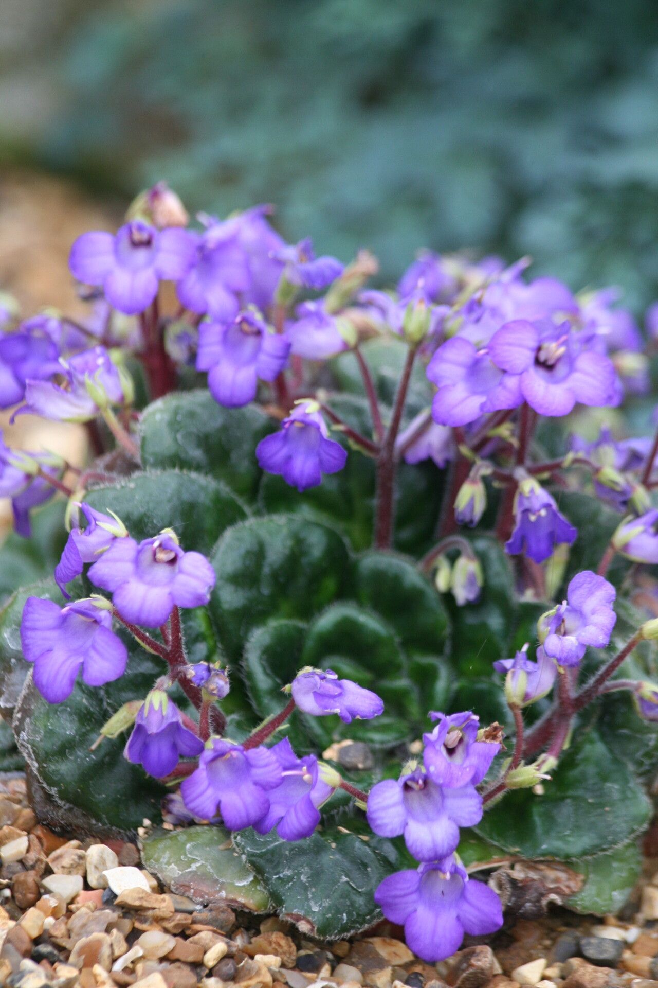 Petrocosmea minor flower