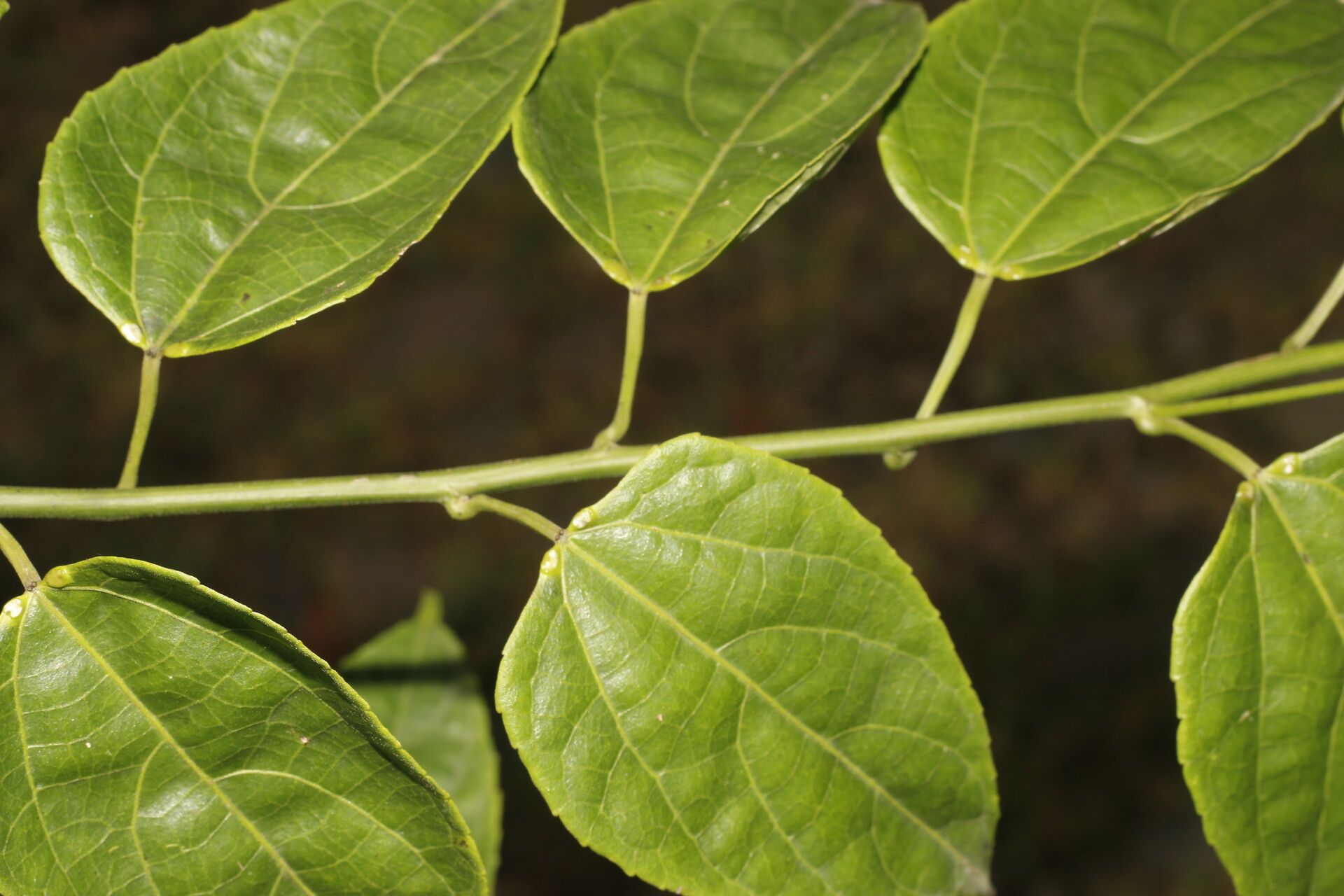 Plukenetia stipellata leaf