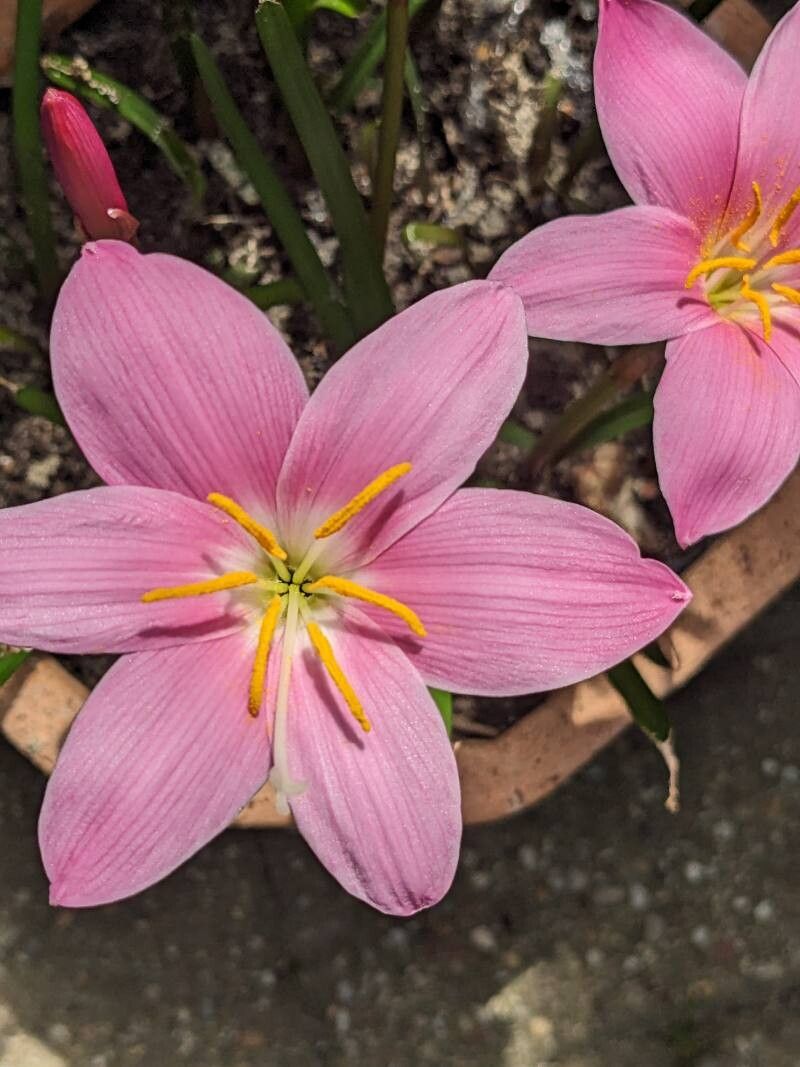 Zephyranthes robusta flower