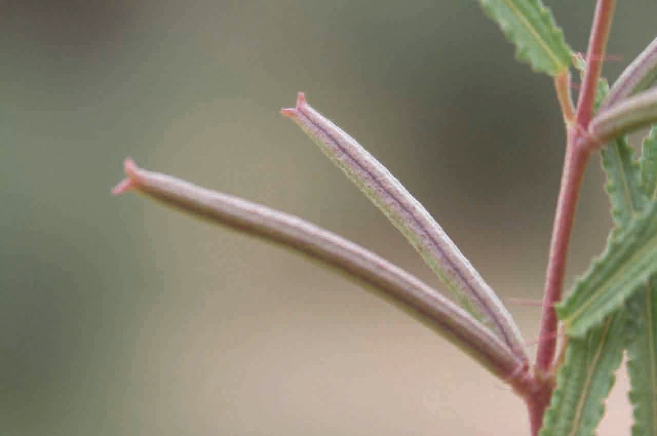 Corchorus tridens fruit