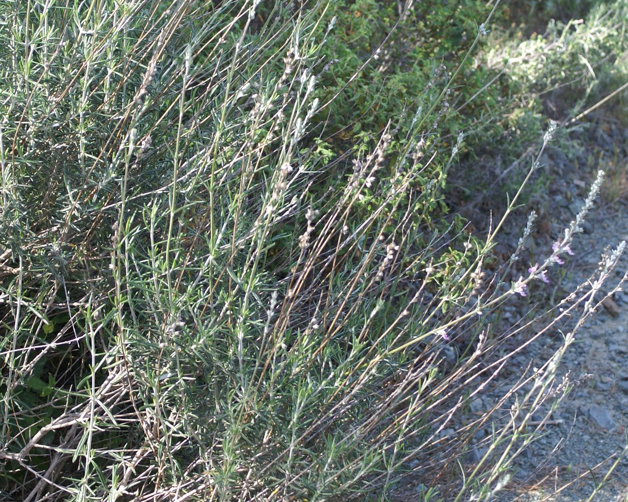 Teucrium creticum habit
