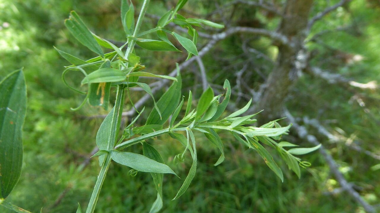 Lathyrus pratensis
