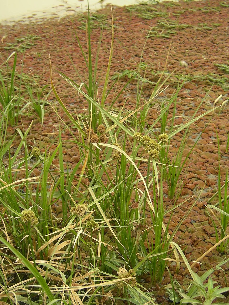 Cyperus blepharoleptos habit
