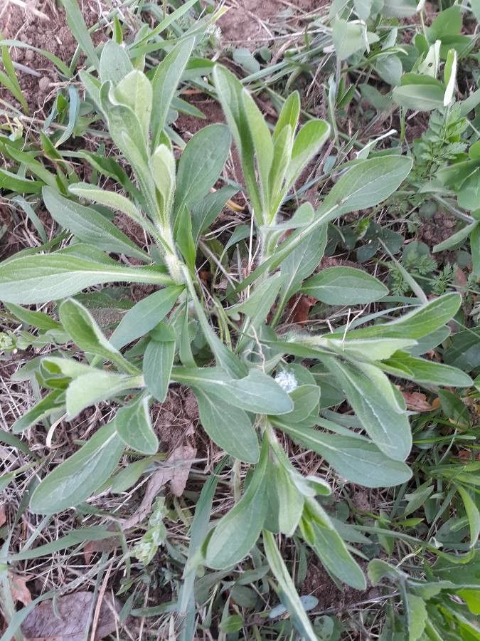Amblyolepis setigera leaf