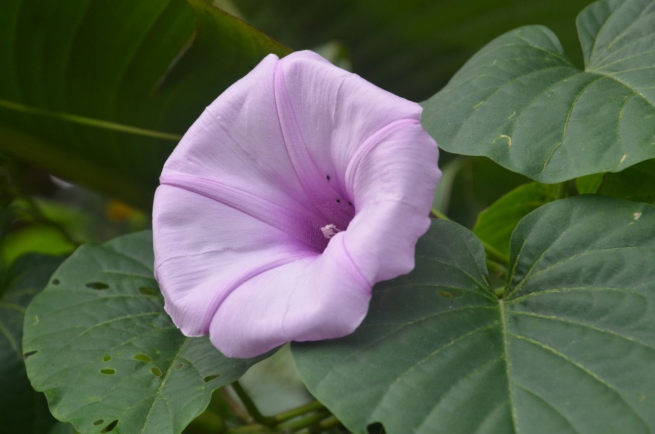 Ipomoea tiliacea flower