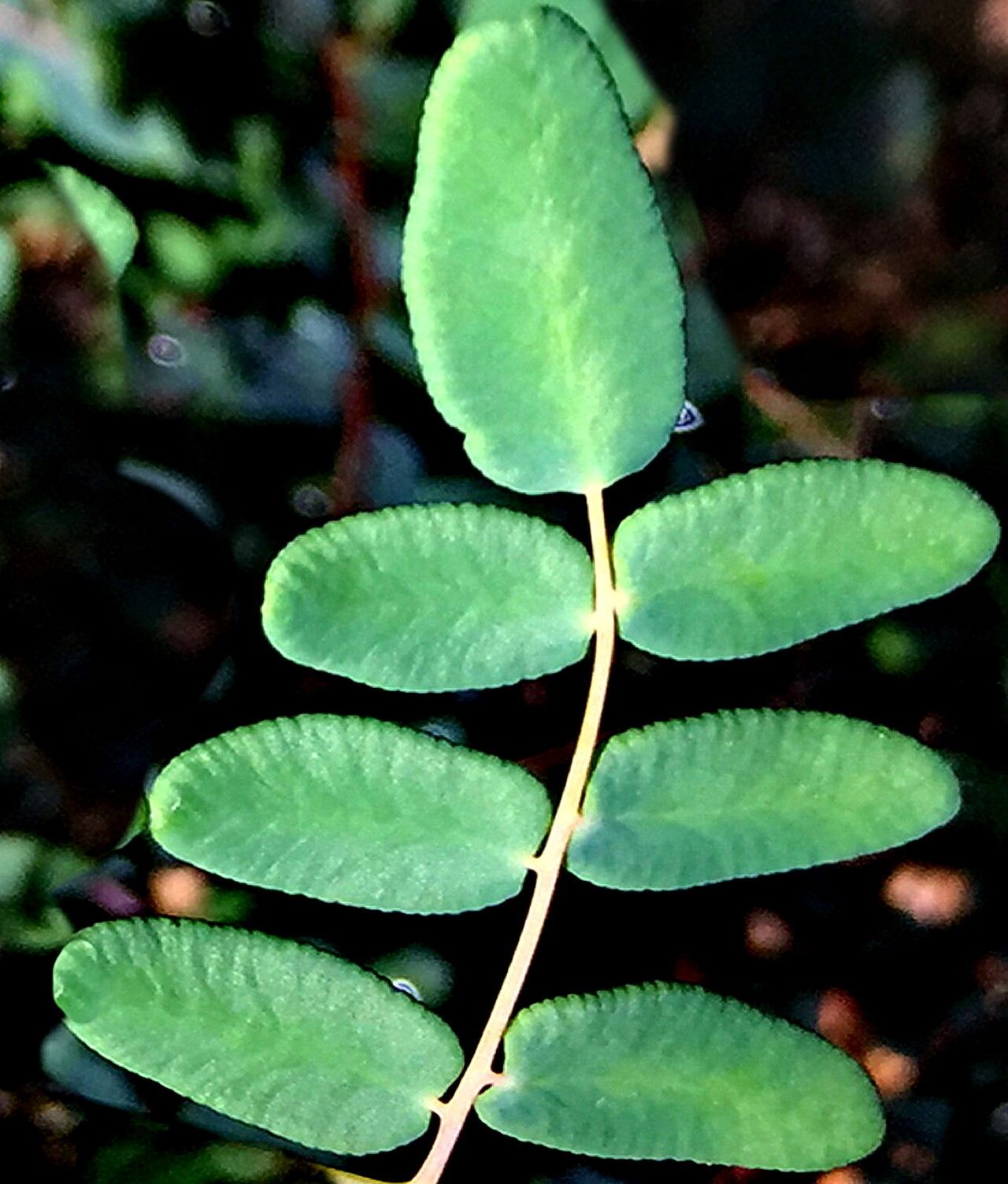 Pellaea andromedifolia