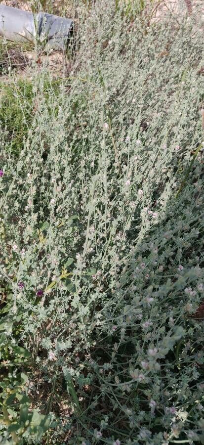 Lotus garcinii habit