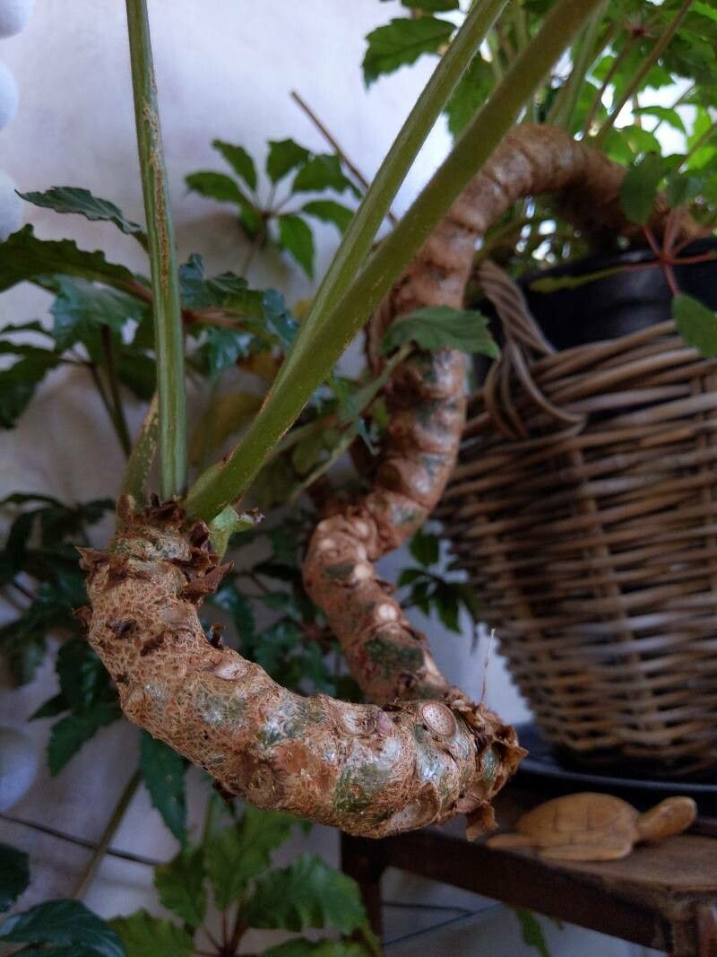 Begonia caroliniifolia bark