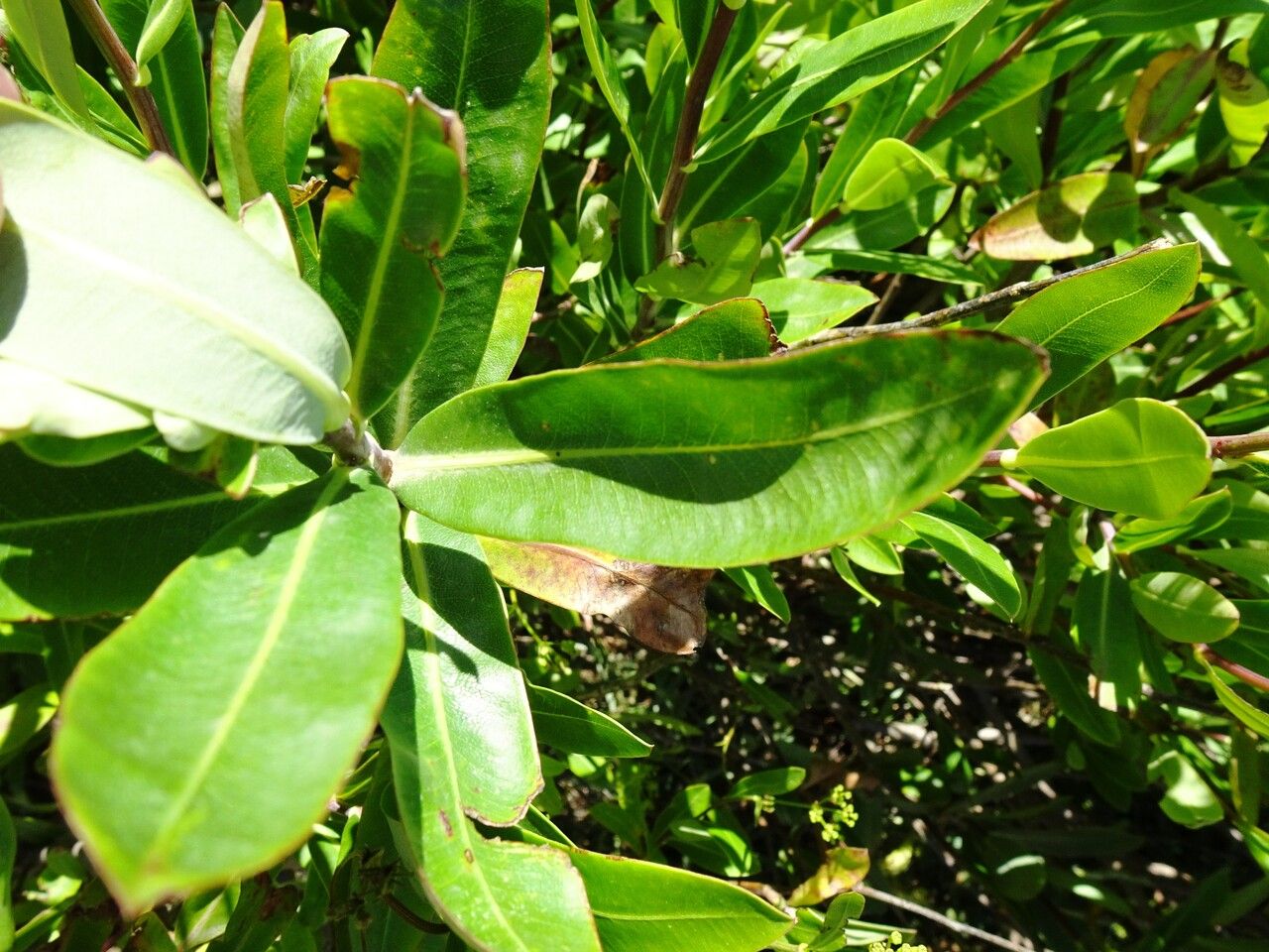 Bupleurum fruticosum