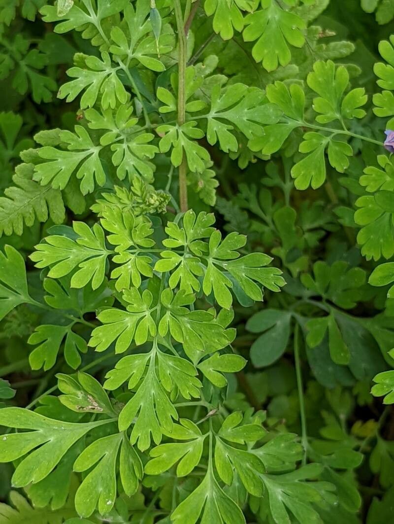 Corydalis flexuosa — search result for 'Papaveraceae'