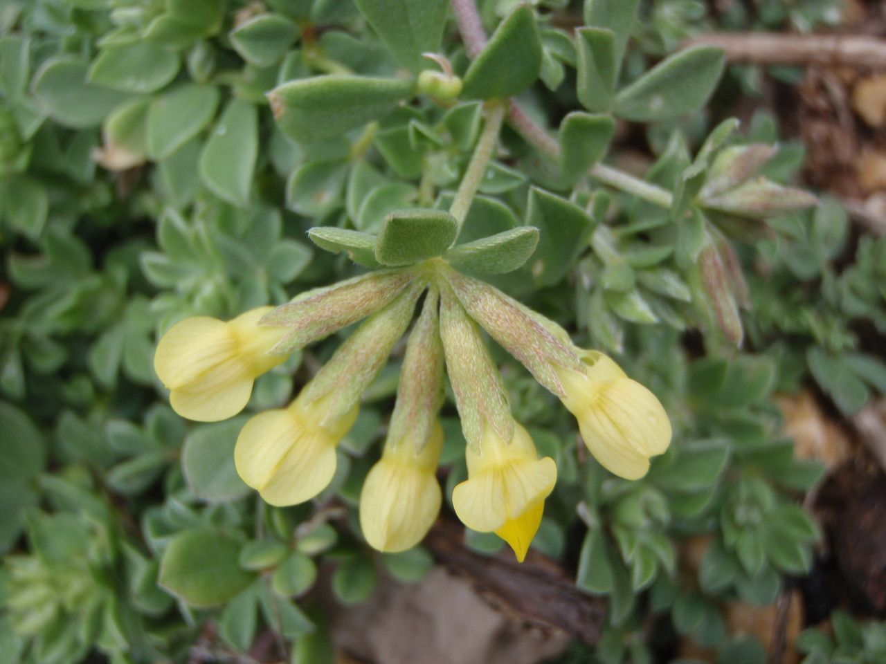 Lotus drepanocarpus flower