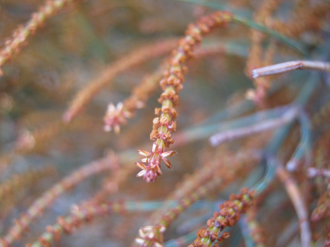 Allocasuarina muelleriana flower