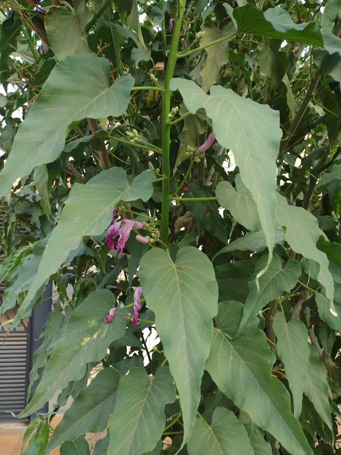 Ipomoea carnea — cold hardy houseplant