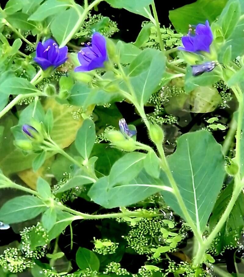 Hydrolea spinosa habit