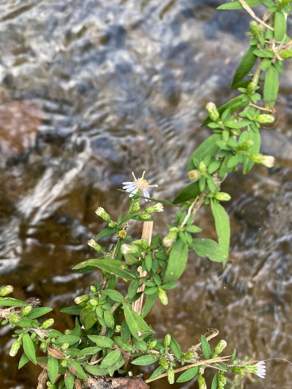 Symphyotrichum ontarionis flower