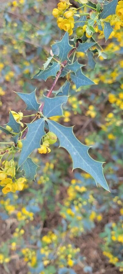 Berberis fremontii — search result for 'Berberis'