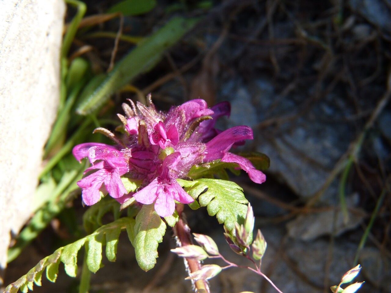 Pedicularis verticillata flower